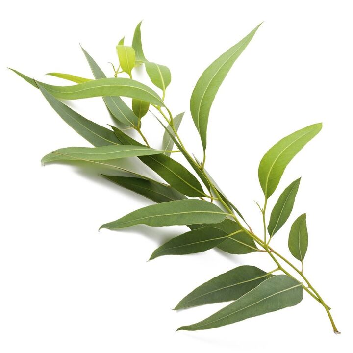 Varicone cream contains eucalyptus extract